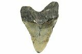 Fossil Megalodon Tooth - North Carolina #361718-2